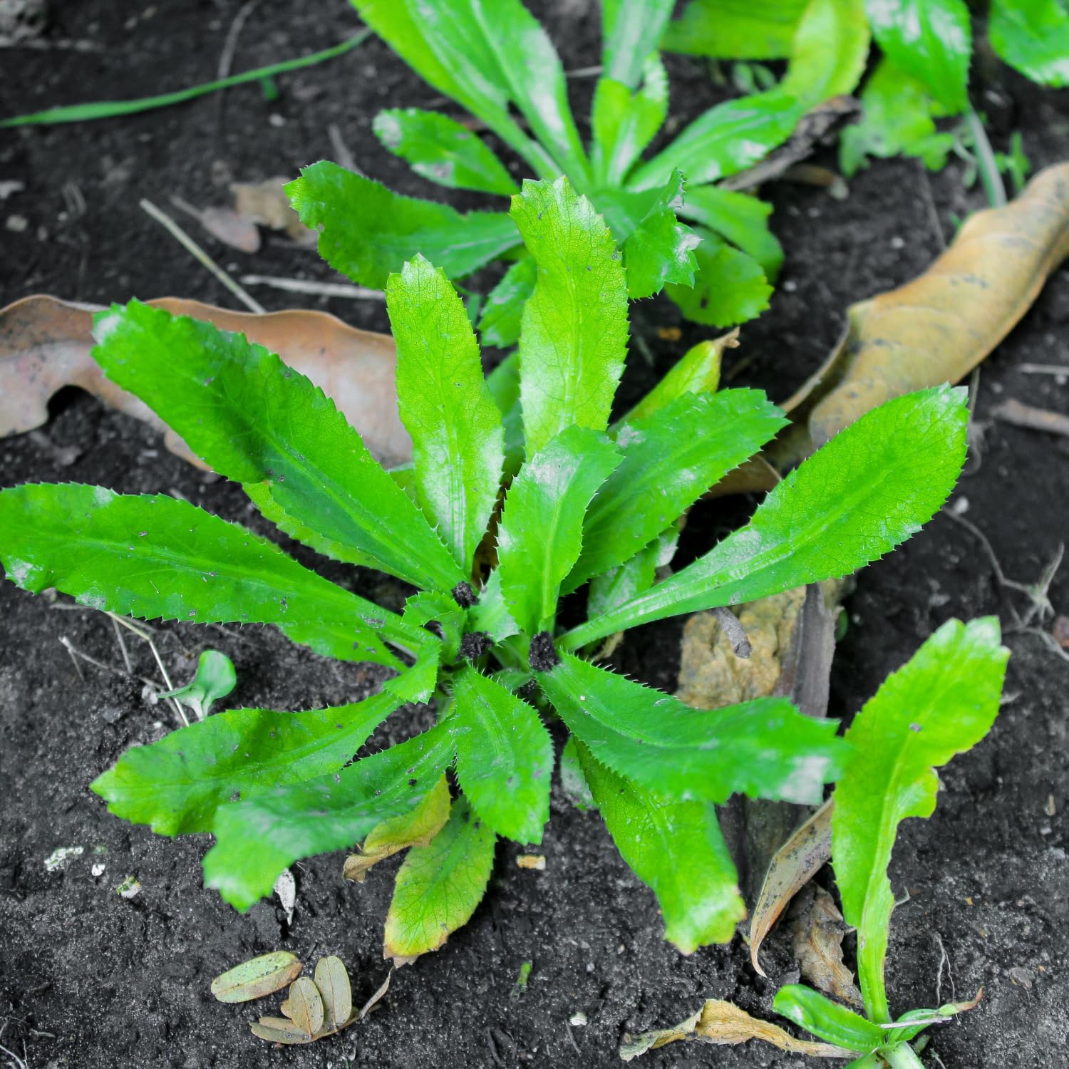 1000 Culantro Seeds for Planting Outdoor, Culinary Herb for Garden and Containers