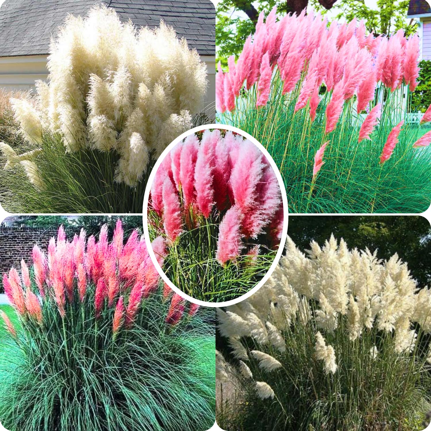 2 Pampas Grass Plants Live, Tall Ornamental Perennial Grass for Landscaping, 5-9 Inch Height Well Rooted (Mix Pampas Grass)