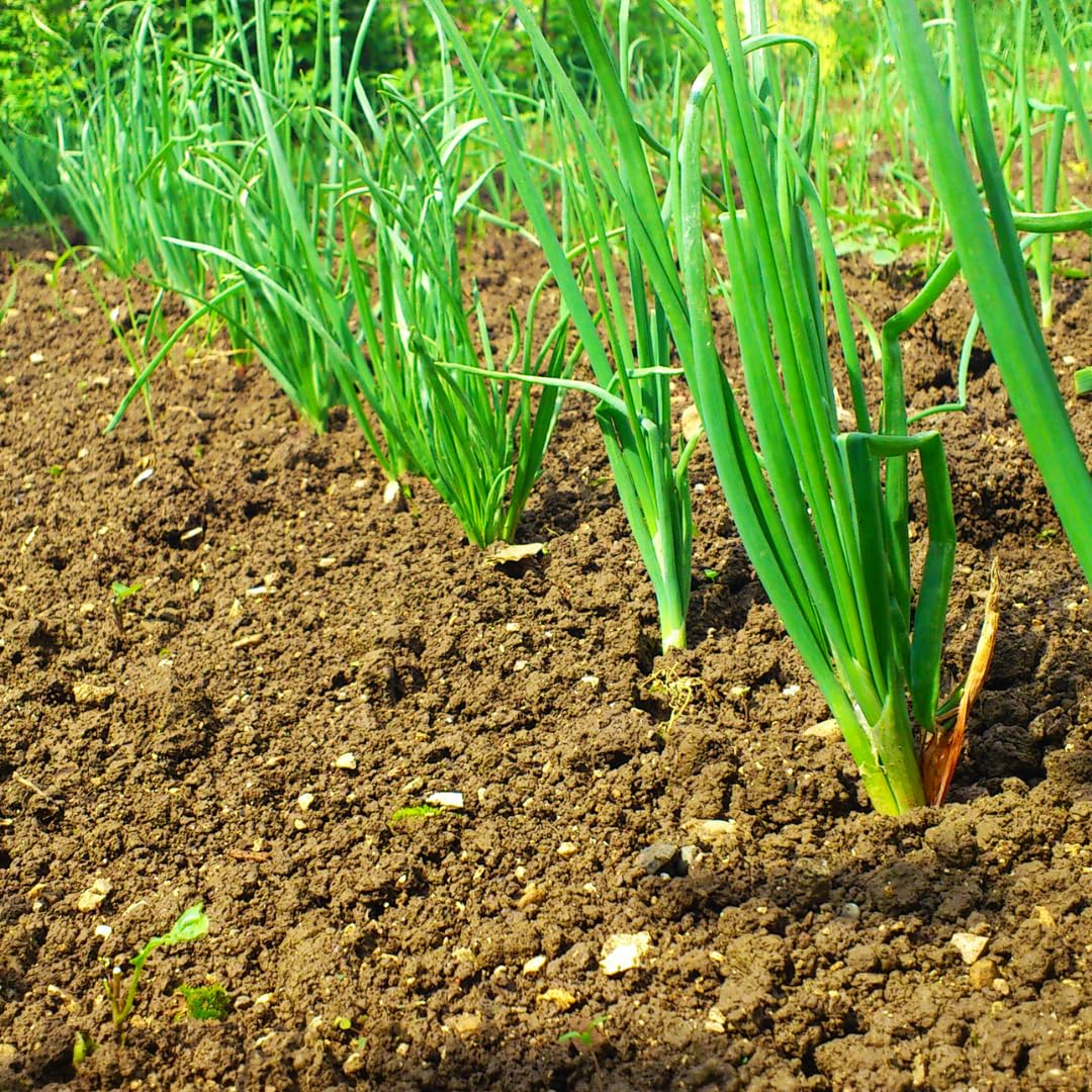 10 Walking Onion Bulbs, Egyptian Tree Onion Topsets, Perennial Vegetable