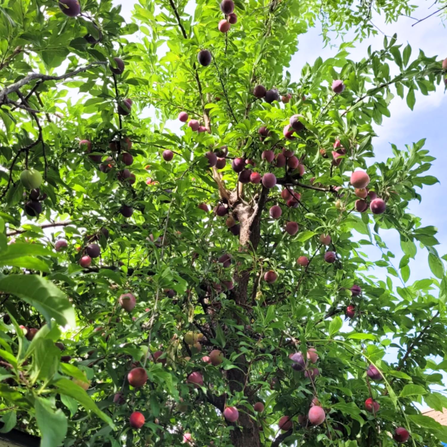 Santa Rosa Plum Tree Live Plant, 2-3 Feet Tall in 3 Gallon Pot, Plum Plant Large Fruit, Cold Hardy, Well-Rooted Fruits Tree, Outdoor Growing, No Ship to CA