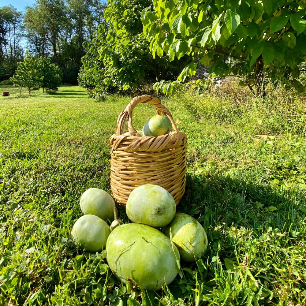 Pawpaw Fruit Tree Live, Tropical Paw Paw Tree Well Rooted in Quart Pot, 1 Year Old Edible Pawpaw, Dormant in Winter