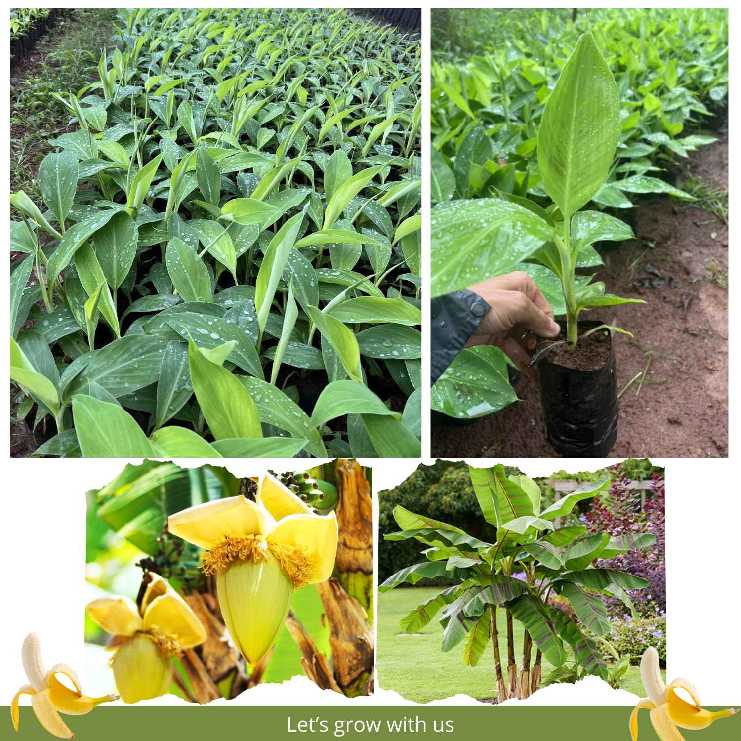 Basjoo Banana Tree Live Plant, Cold Hardy Banana Plant Live, Tropical Banana Fruit Seedling, Well Rooted 4-8 Inch Tall