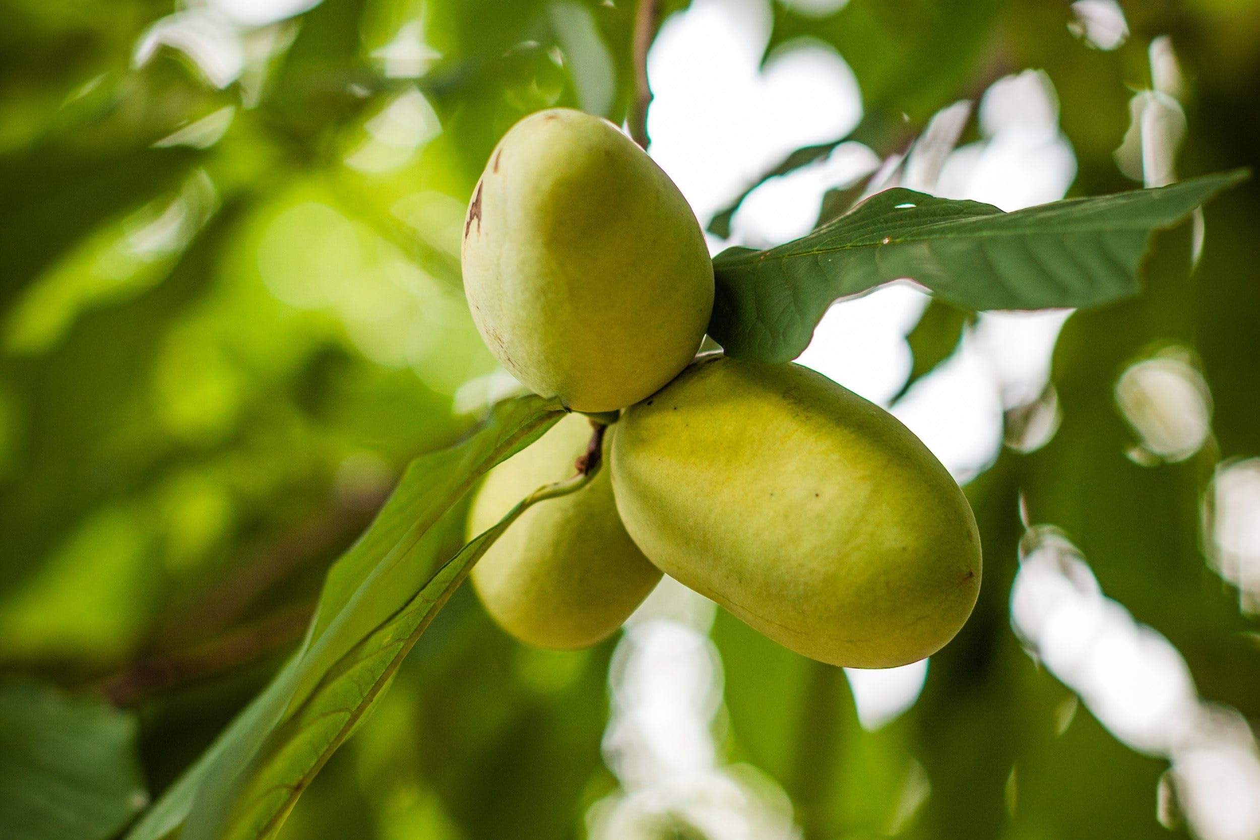 Paw Paw Tree Plant Live, 6-12'' Tall Well Rooted Plant, Ready to Grow, Fast-Growing Fruit Tree for Home Gardens