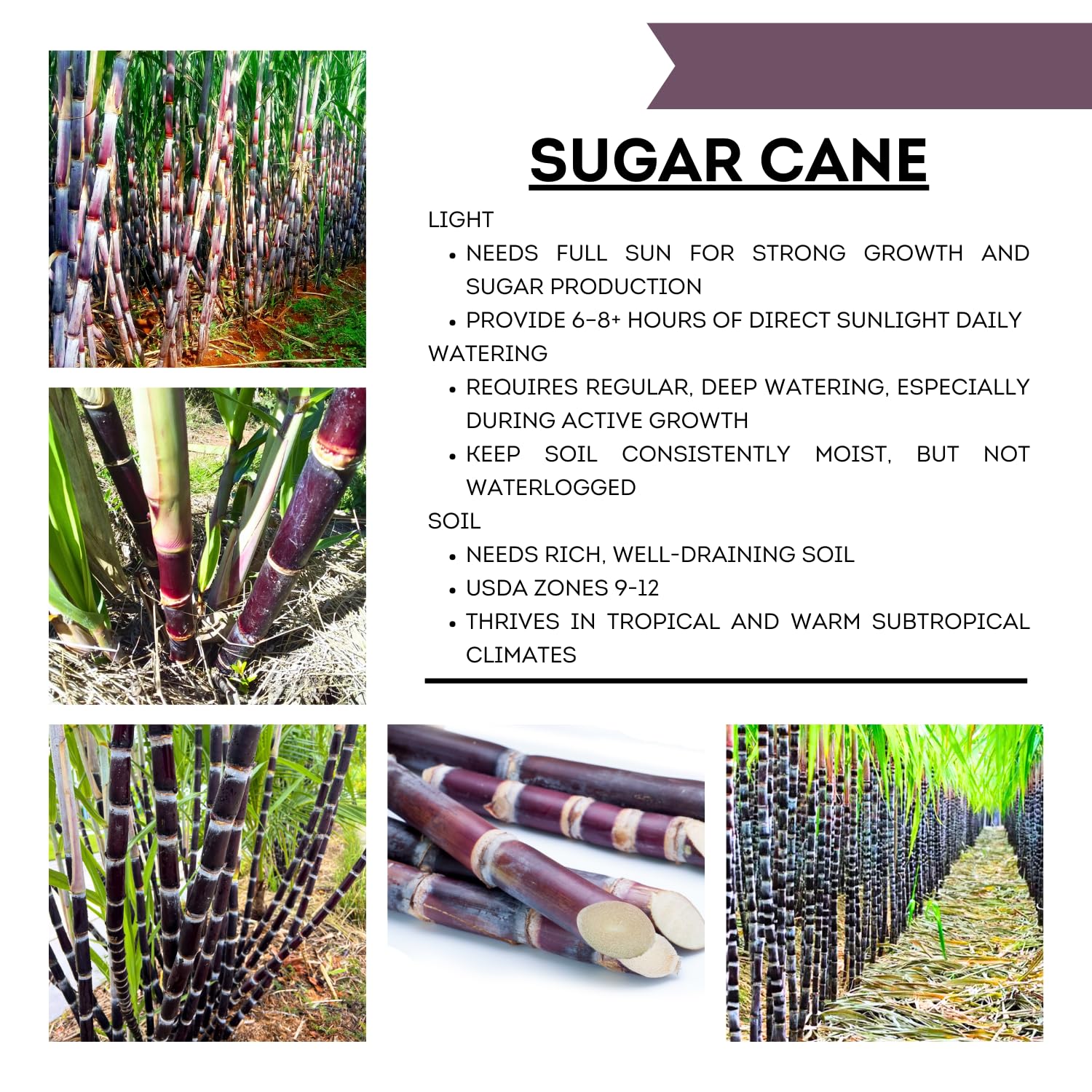 20 Purple Sugar Cane Plants Live, Sugarcane Cuttings 2-3 Inch, Well-Rooted Sweet Sugar Cane Plants for Outdoor Growing, No Ship to CA
