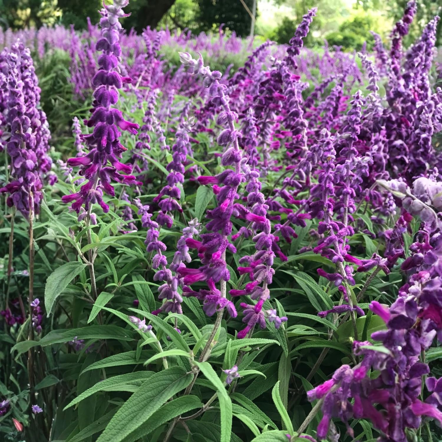 Set 3 Salvia Plants Live, Well Rooted 4-6 Inches, Vibrant, Fragrant Flowering Shrubs for Garden or Containers (Light Purple)