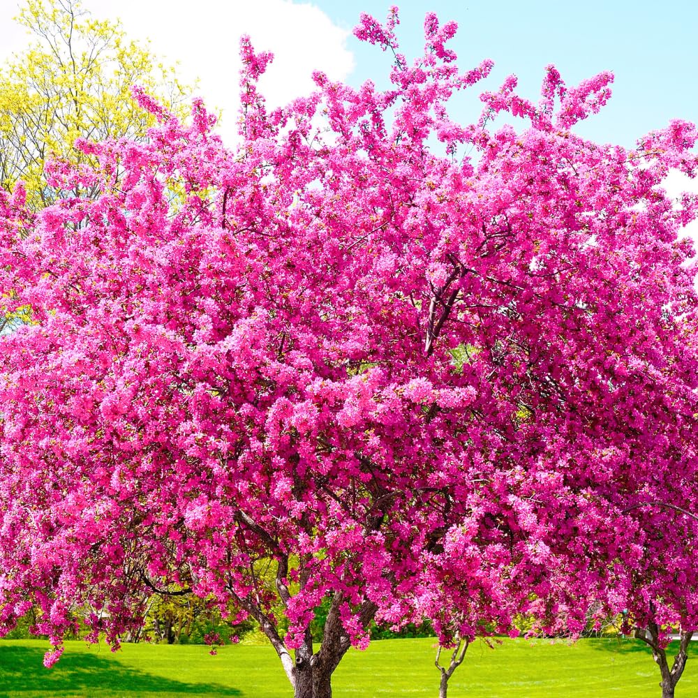 Eastern Redbud Tree Live Plant in Quart Pot, Pink Flowering Ornamental Tree, 8-14" Tall, Hardy Redbud Seedling for Outdoor Landscaping, Winter Dormant