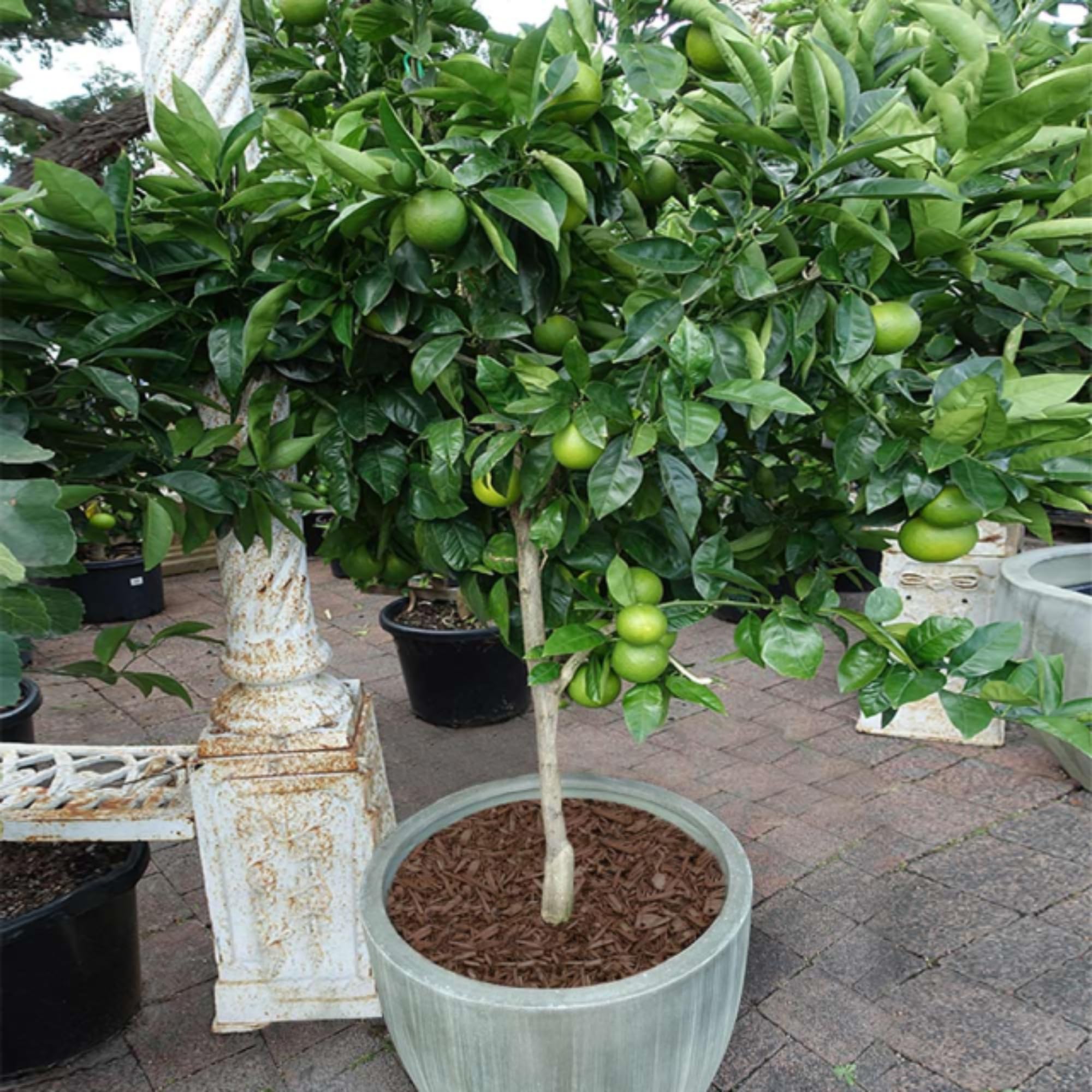 4 Years Old Seedless Lime Trees Live Plants, 3 Feet 5 Gallon Fragrant Citrus Fruit Tree for Outdoor Planting, Tropical Fruits, Zones 9-11, No CA