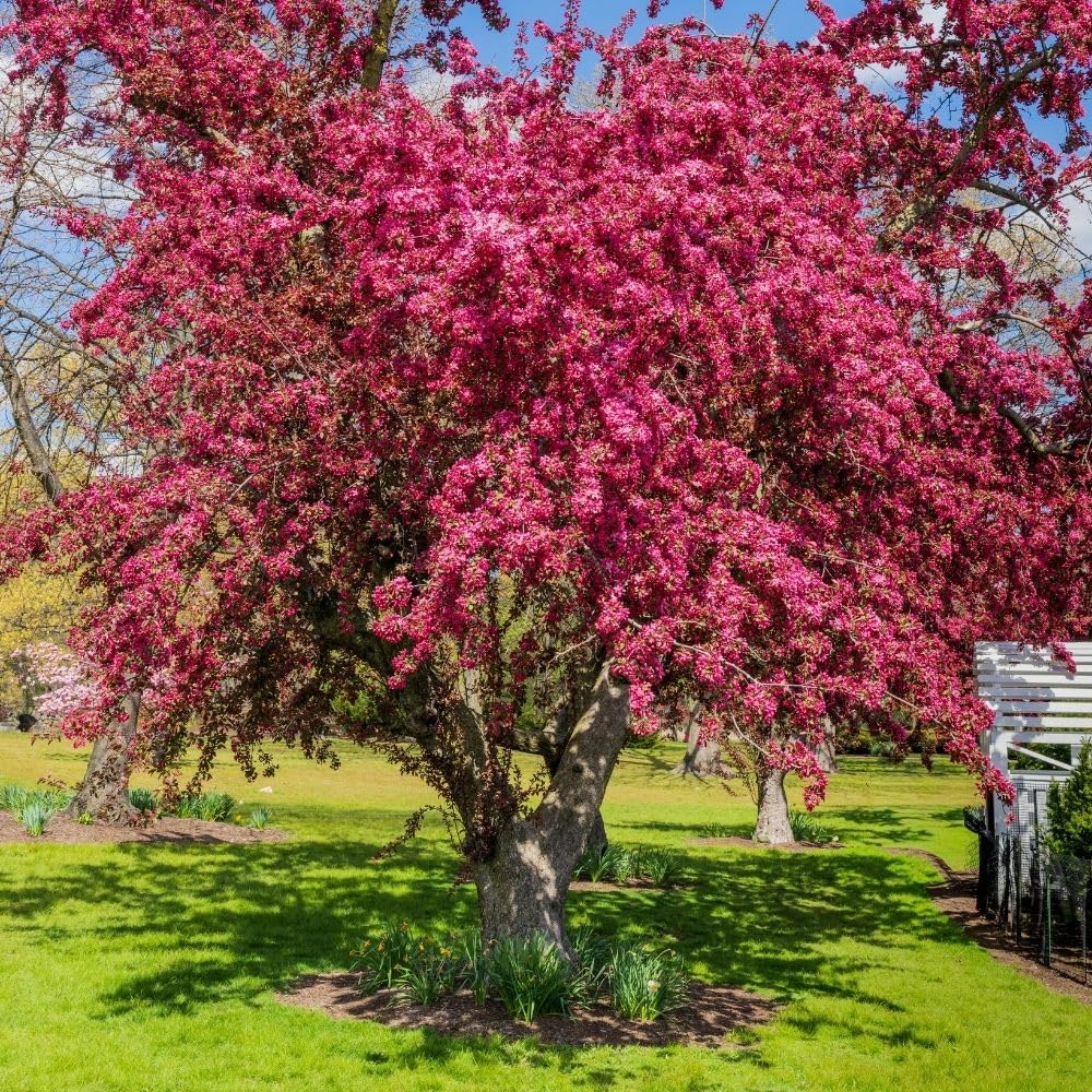 Crabapple Tree Live Plant, 5-8 Inch Tall Crabapple Fruit Seedling