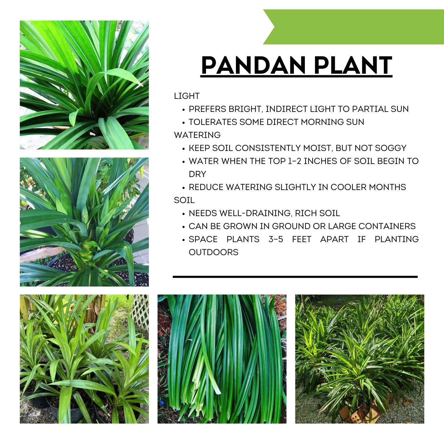 1 Live Pandan Plant Well-Rooted, 4-6” Tall for Indoor Outdoor Growing, Pandan Herbs
