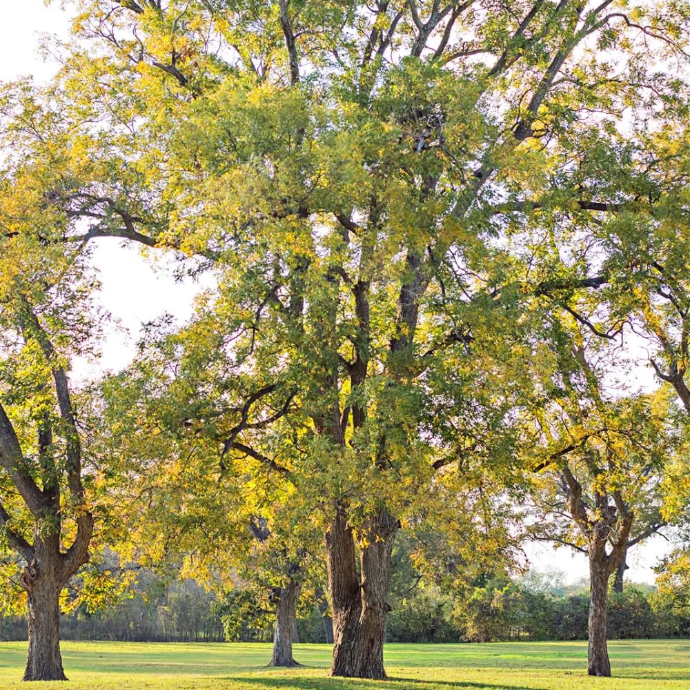 Pecan Tree Plant Live 1.5-2.5 Feet Tall, 2 Year-Olds Pecan Nut Tree Fully Rooted, Outdoor Planting