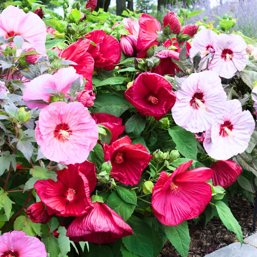 2 Hibiscus Trees Live Plants, 5-8” Tall Hardy Plants Live, Perennial Flowers (Mix Hibiscus)