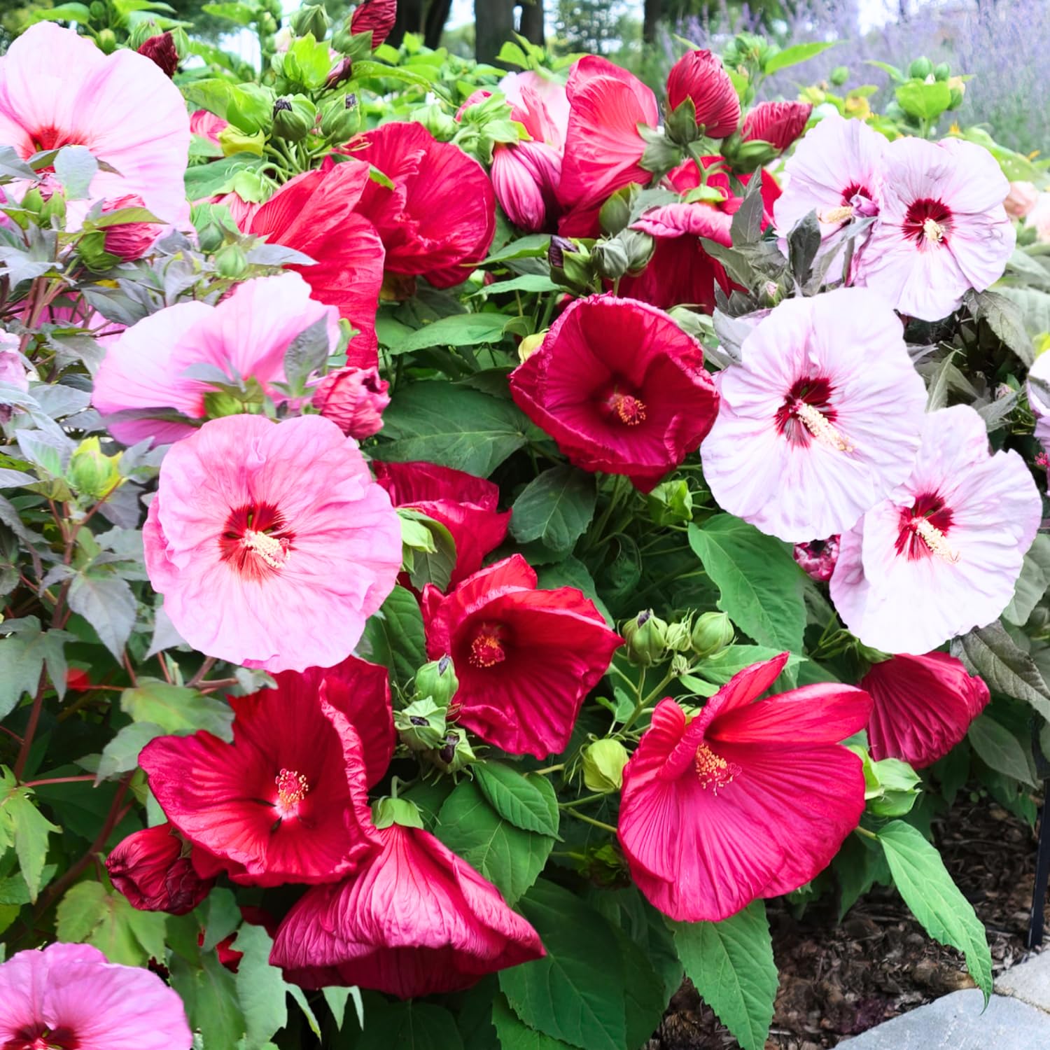 Set 2 Hibiscus Plants Live, Hardy Hibiscus Tree Live Plant, 5-9 Inch Tall, Hibiscus Flowers Plant to Grow (Mix Hibiscus)