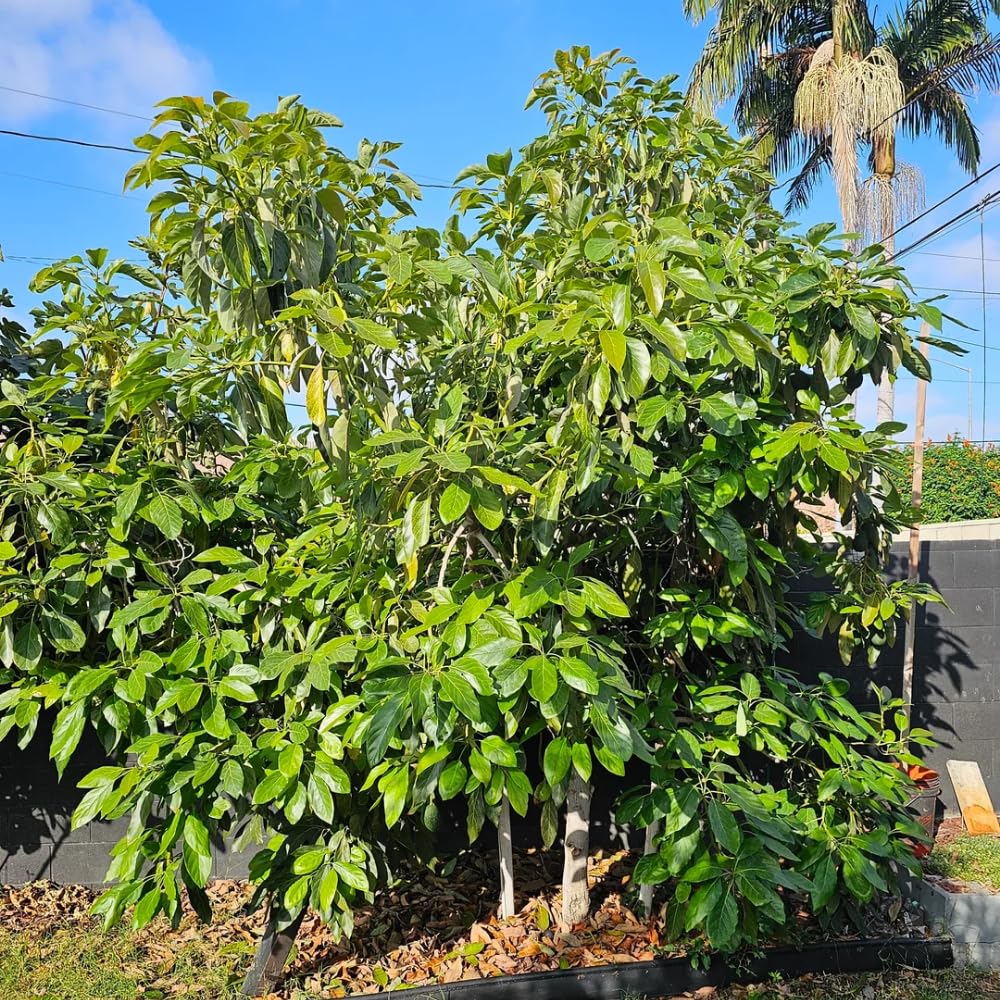 Avocado Tree Live Plant, HASS Avocado Plants Live in 3 Gallon Pot, Cold Hardy Fruit Tree for Outdoor Growing