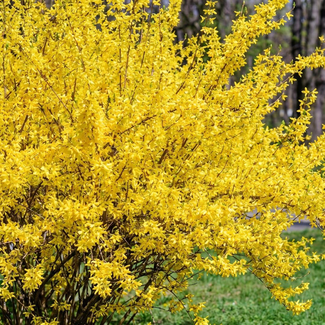 Forsythia Live Plant in Pot, 6–10 Inch Tall