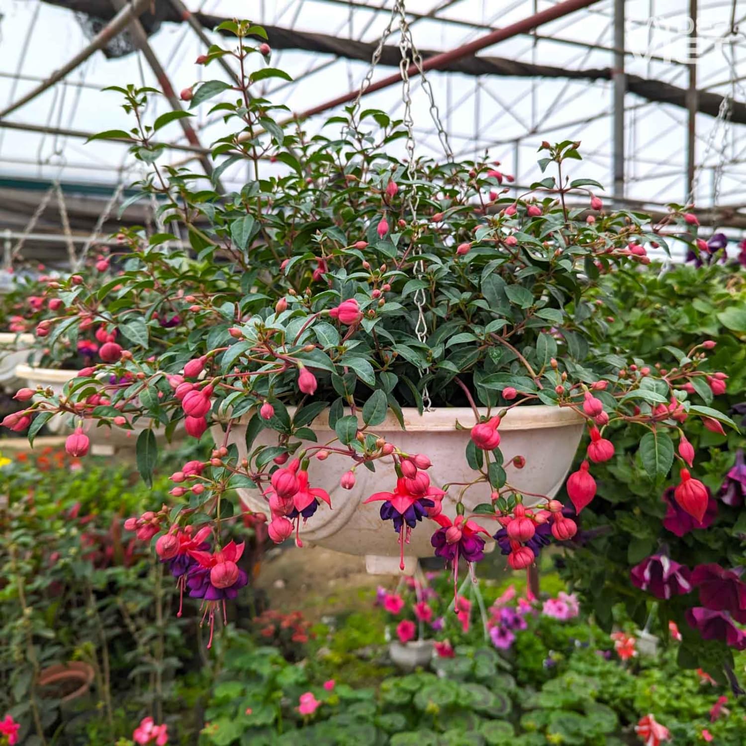 Purple Fuchsia Plants Live, Set 3, Fuchsia Flower Live Plants for Your Garden, Size Plant from 3 to 4 Inches
