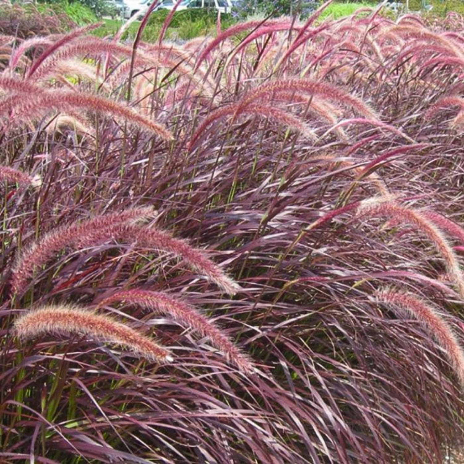 2 Red Fountain Grass Plants, Hardy, Ornamental Grass with Red Plumes, Garden, Border, or Containers Growing, 4-7 Inches