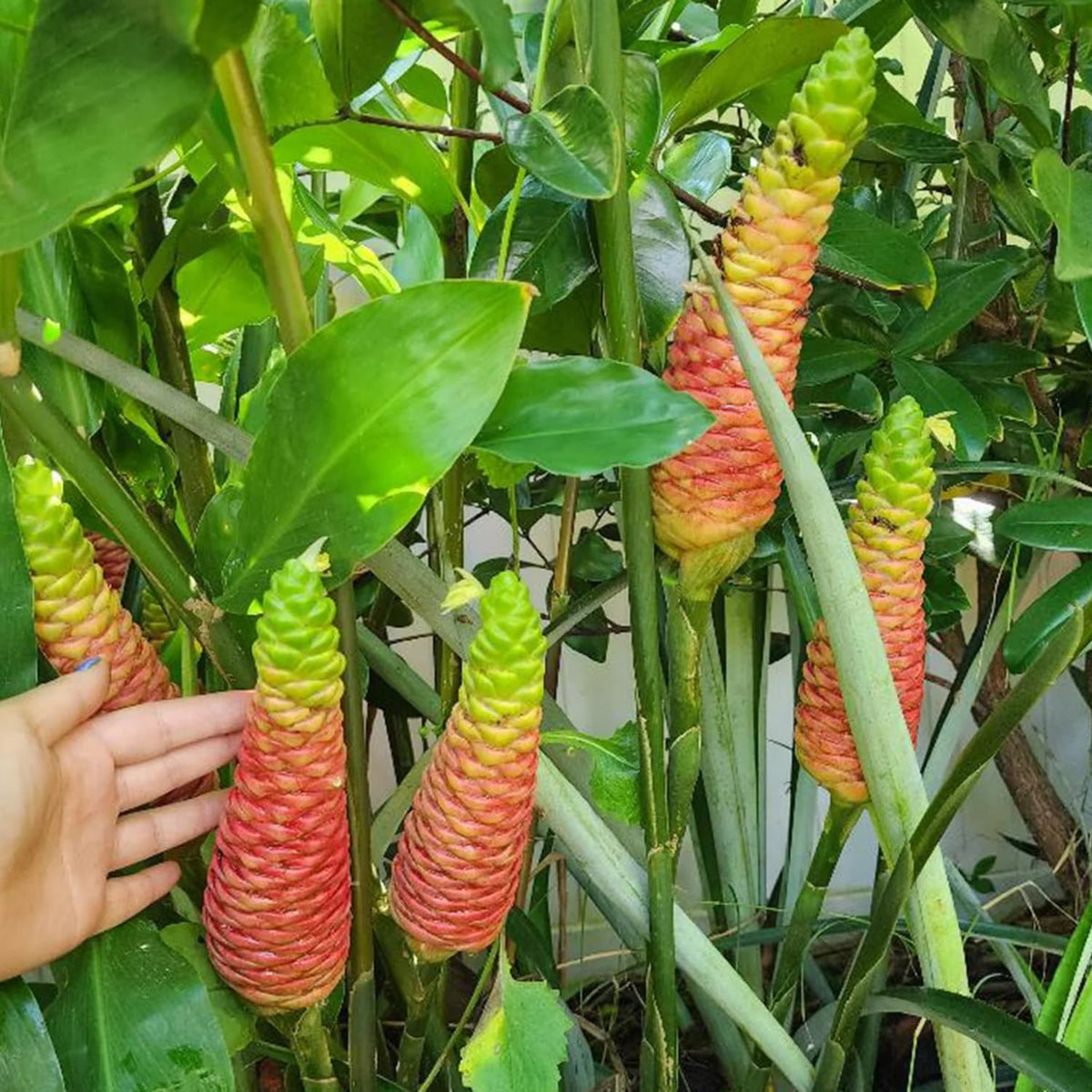 3 Awapuhi Shampoo Ginger Roots, Zingiber Zerumbet Pinecone Ginger Rhizomes, 1 Year Old, Cold Hardy Pinecone Lily Ginger Flowers