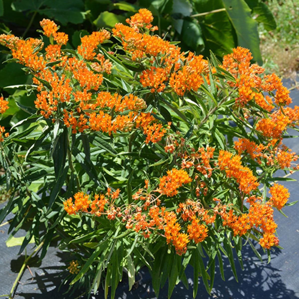 Set 4 Butterfly Milkweed Plants Live, Milkweed Live Plants, 5-8" Height, Ornamental Asclepias Tuberosa Perennial Flowers (Orange Milkweed)