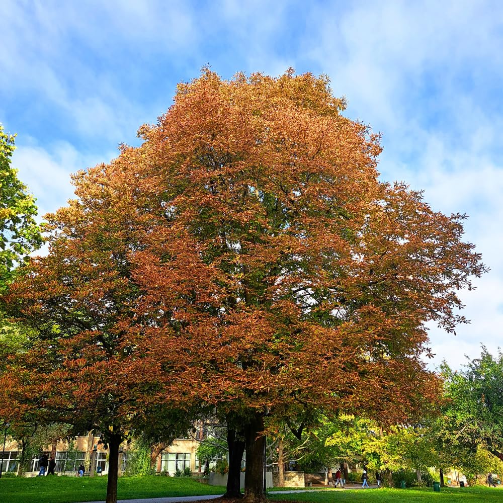 Oak Tree Live Plant, Oak Shades Tree in Quart Pot, Dormant in Winter, 6-12'' Tall, Ready to Grow Seedlings (Chestnut Oak)
