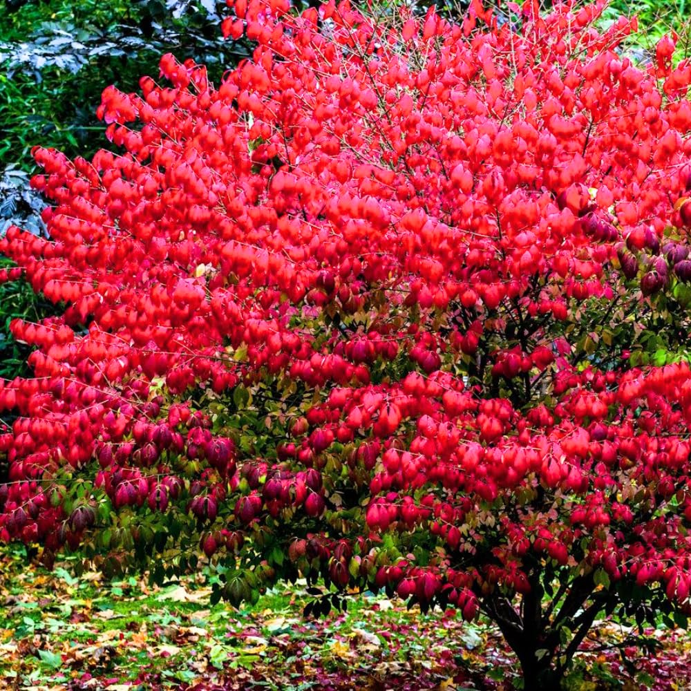 2 Dwarf Burning Bush Rooted Cuttings, 8-12" Tall, Hardy Ornamental Shrub, Red Bush Shrub