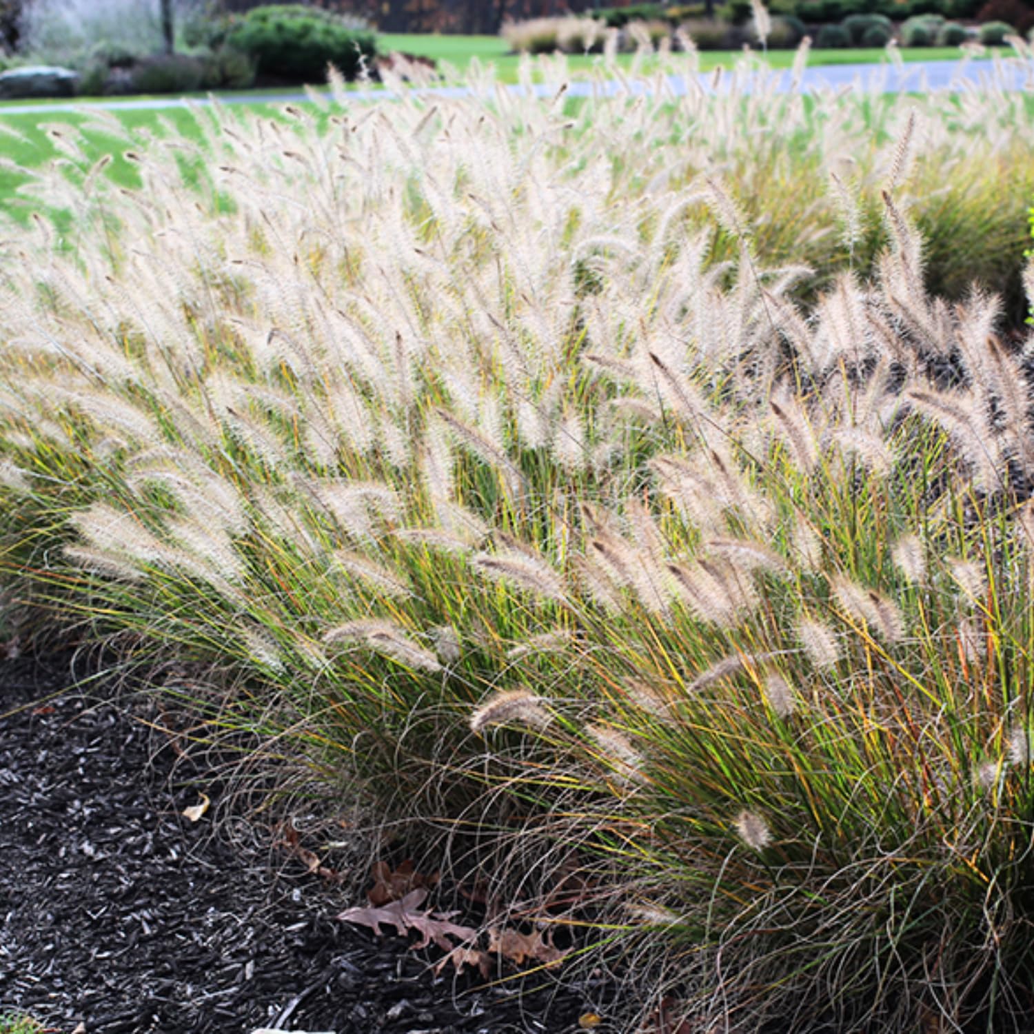 2 Fountain Grass Plants Live, Tall Ornamental Perennial Grass for Landscaping, 5-9 Inch Height Well Rooted to Grow (White Fountain Grass)