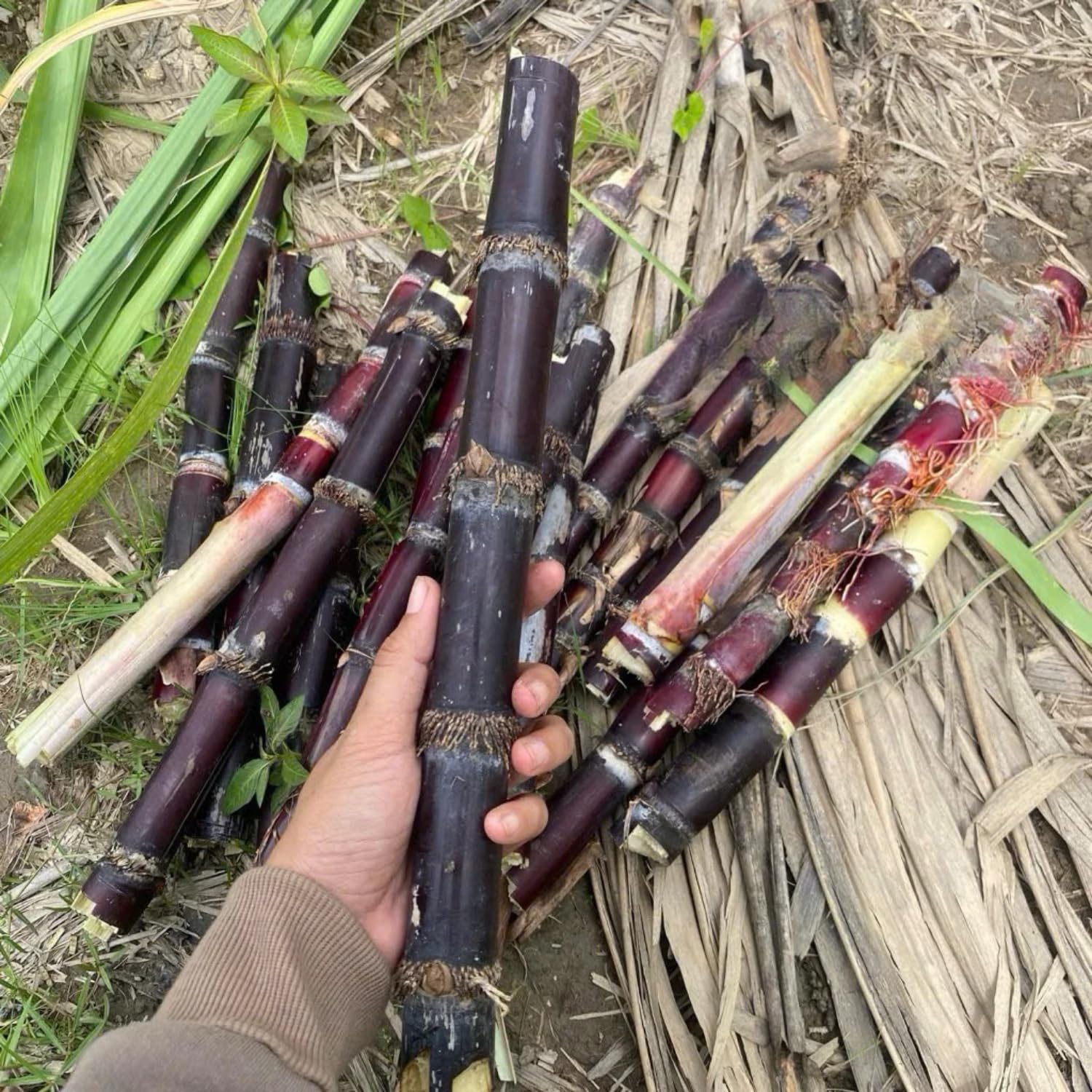20 Sugarcane Cuttings for Planting, Fresh Sugar Cane Plant Stalks, Starter Cane Cuttings for Outdoor Garden or Container Growing, No Ship to CA (Purple Sugarcane)