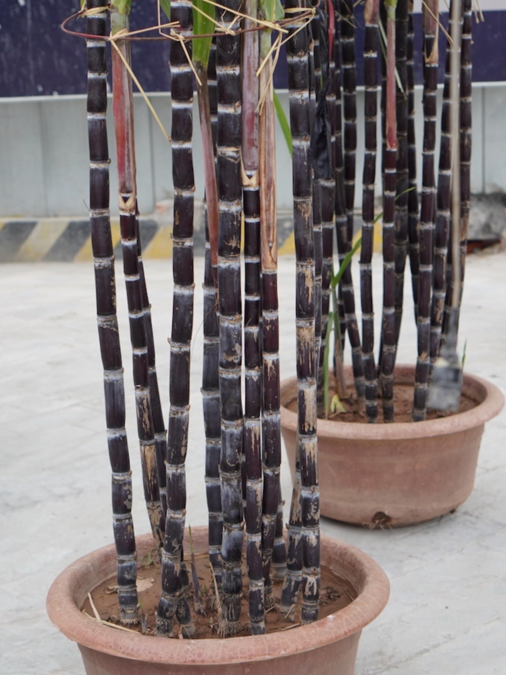 5 Black Purple Sugar Cane Plants Live Cuttings, 1-3 Nodes Ready to Plant, Outdoor Growing Sweet, Fresh Sugar Cane, Fast-Growing