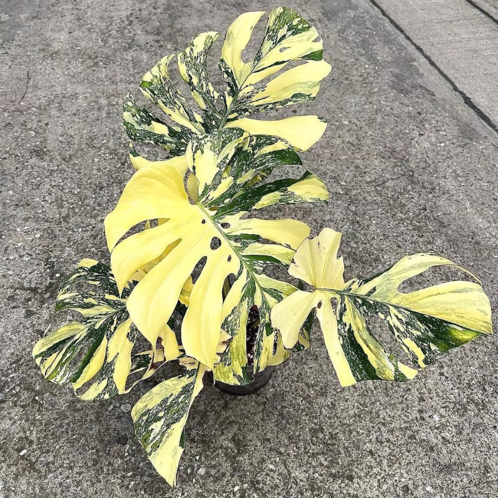 Variegated Monstera Live Plant, Rare Monstera House Plants Indoor, Well Rooted Starter Plant 4-7 Inches