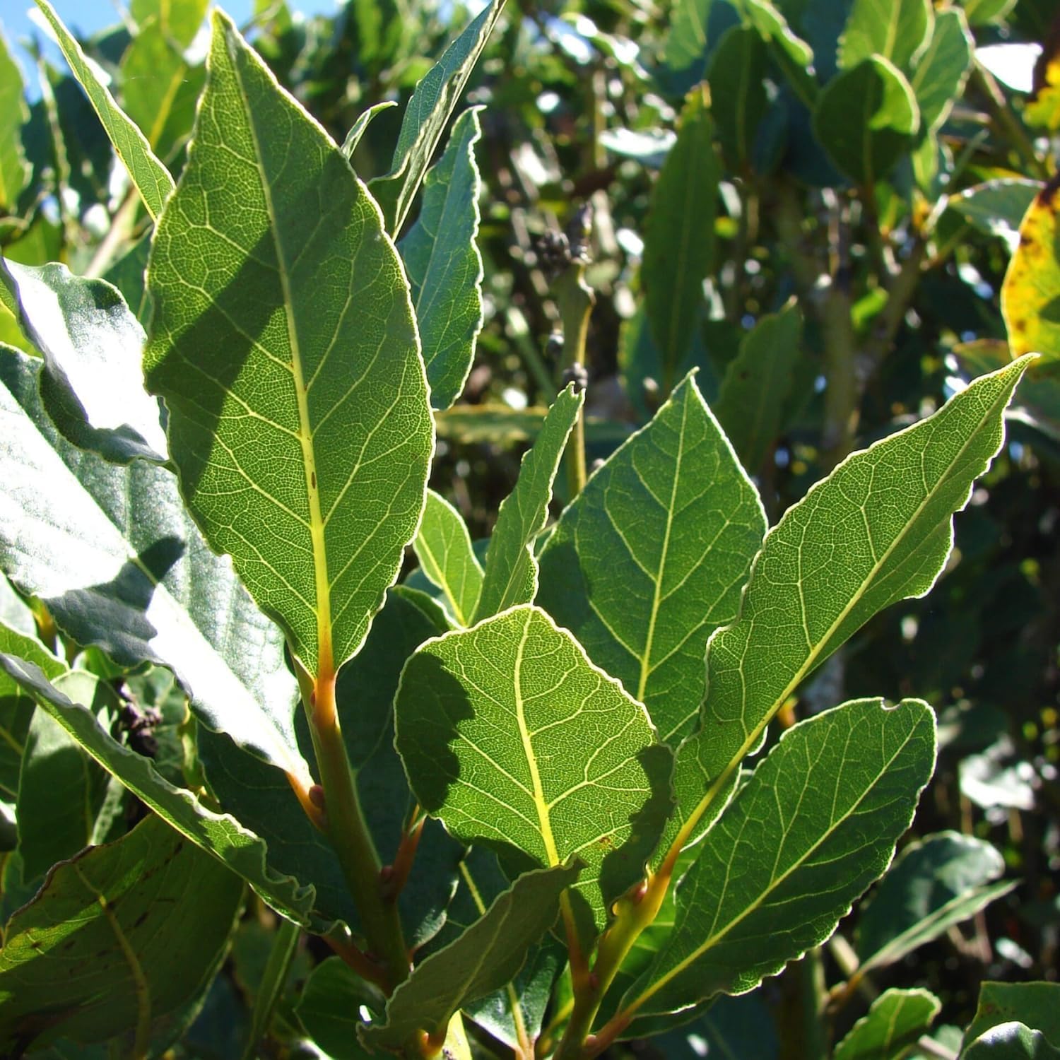 Laurus Nobilis Bay Leaf Tree Live Plant, Bay Leaf Plant Live, 5-9" Height, Sweet Bay Laurel Sweet Live Plant Indoor Outdoor Home Garden