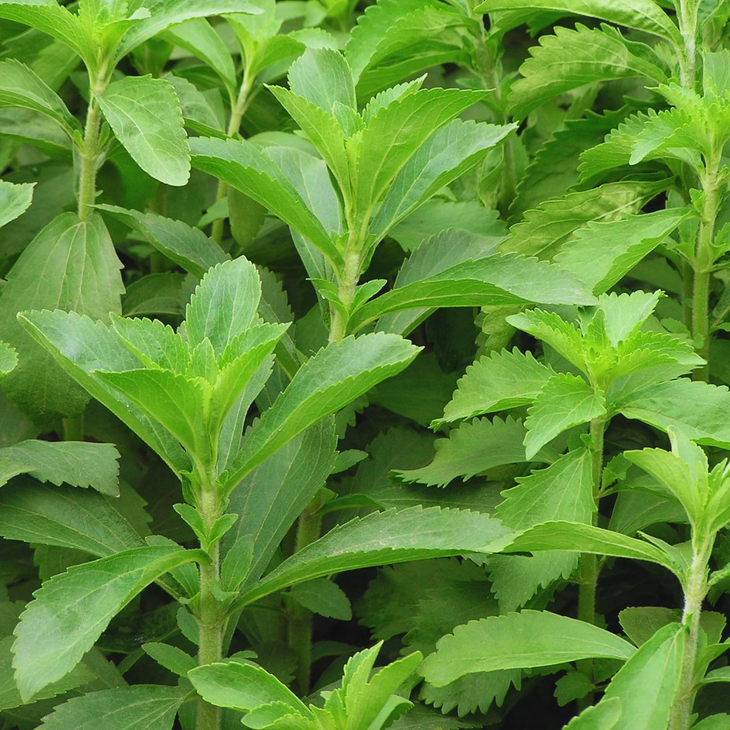 2 Stevia Plants Live, 4 to 7 Inc, Stevia Herb Live Plant No Pot Gardening Outdoor
