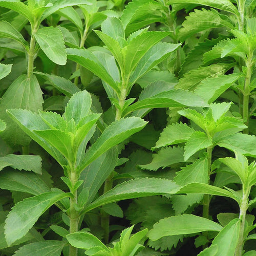 2 Stevia Plants Live, 4 to 7 Inc, Stevia Herb Live Plant No Pot Gardening Outdoor