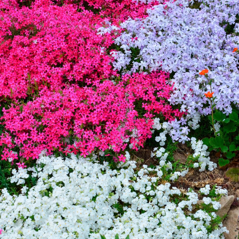 3 Mix Creeping Phlox Plants Live Perennials, 4-6" Tall, Climbing Creeping Phlox Live Plant, Phlox Flowers Vine