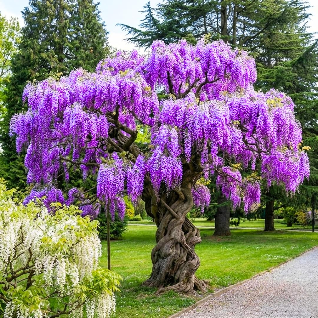 Wisteria Live Plant Seedling Tree in Pot, Dormant, Well-Rooted, 6-12" in Tall, Cold Hardy, Purple Blue Wistera