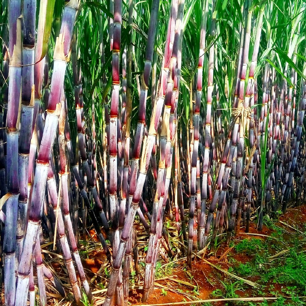20 Purple Sugar Cane Plants Live, Sugarcane Cuttings 2-3 Inch, Well-Rooted Sweet Sugar Cane Plants for Outdoor Growing, No Ship to CA
