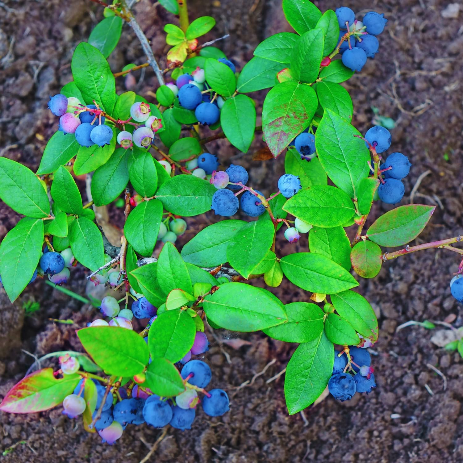 Blueberry Bush Live Plant, Sweet Blueberry Plant, Fruit Bearing Bushes, Tropical Garden Plant Patio Backyard Orchard, 1 Gallon Pot, No Ship to CA