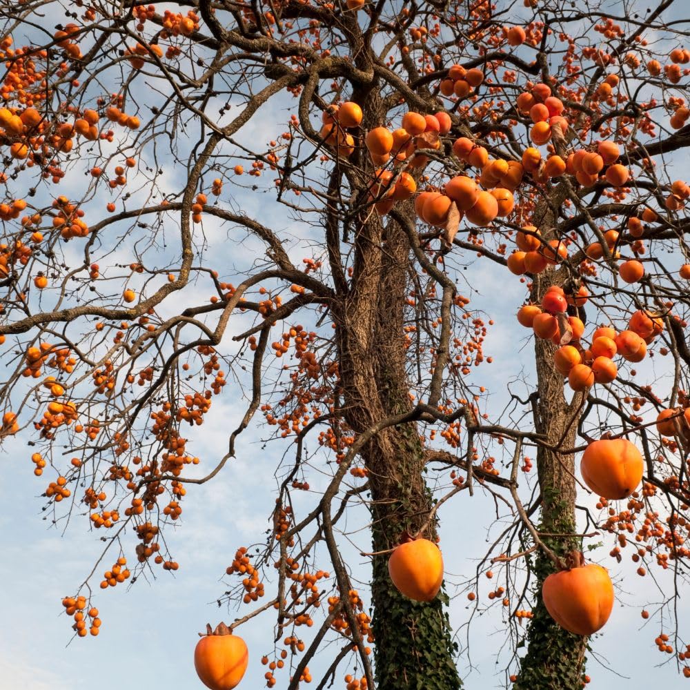 Live American Persimmon Plant Tree for Planting Outdoor, 6-10 Inches Tall, Quart Pot, Hardy Fruit Tree for Garden and Patio Growing, Potted Plants