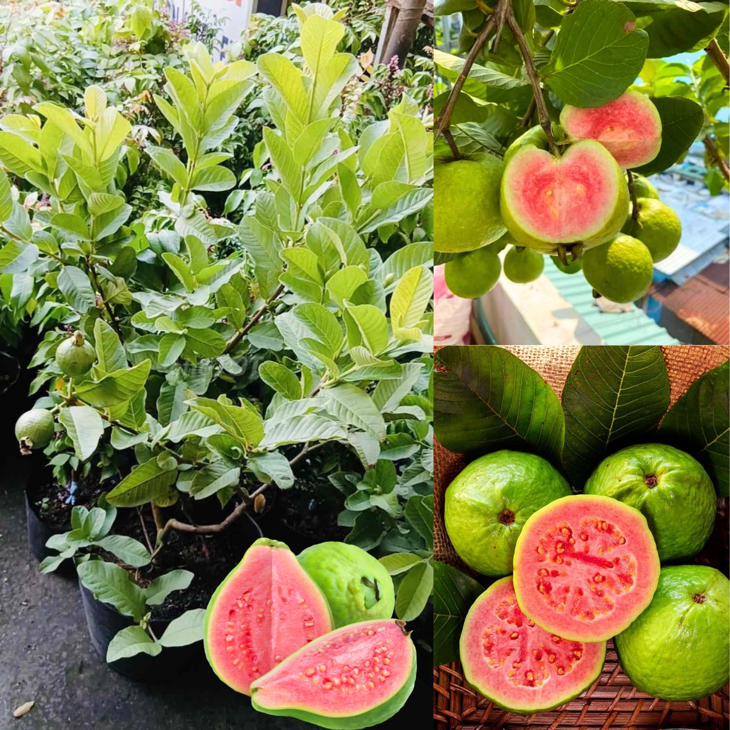Ruby Guava Tree Live Plant, 4 Feet Tall, Grafted Guava Live Tropical Fruit Tree, Potted Plant