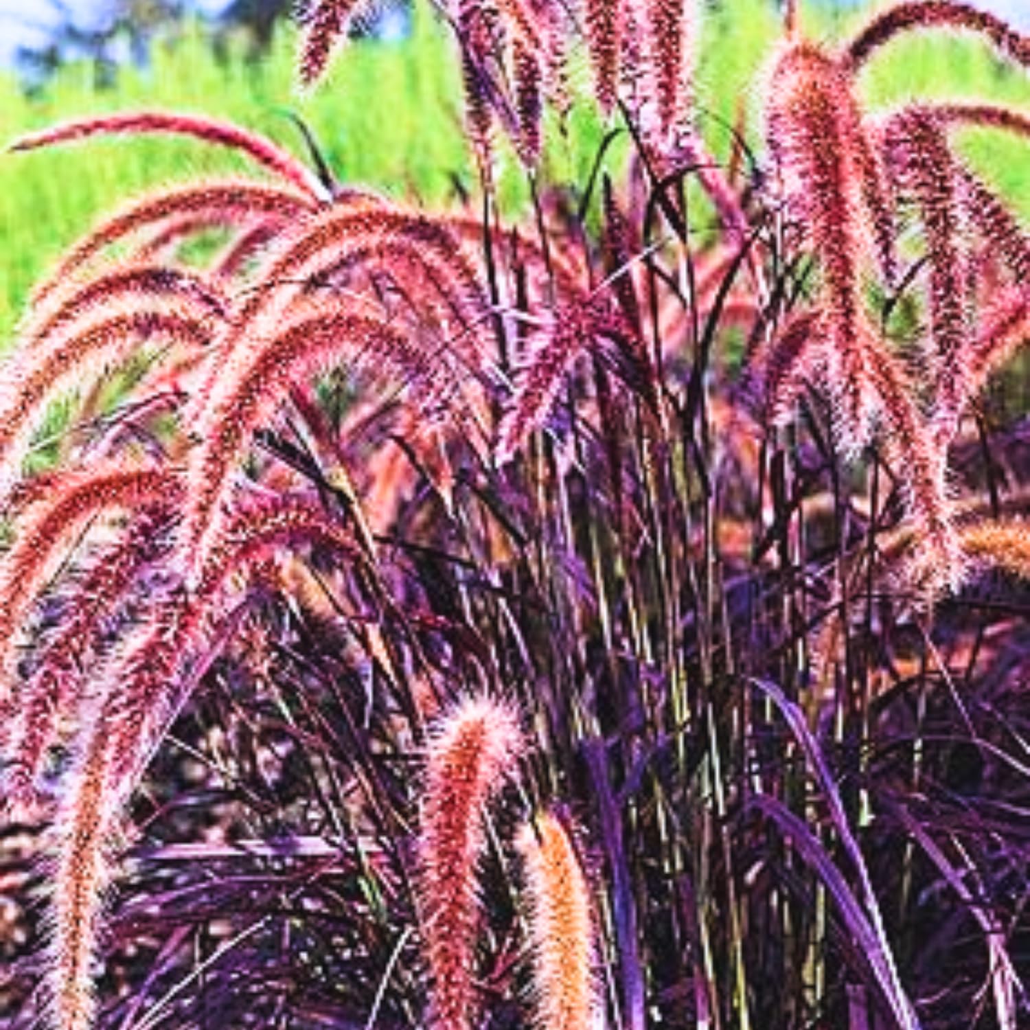 2 Mix Fountain Grass Plants Live, Tall Ornamental Perennial Grass for Landscaping, 5-9 Inch Height Well Rooted