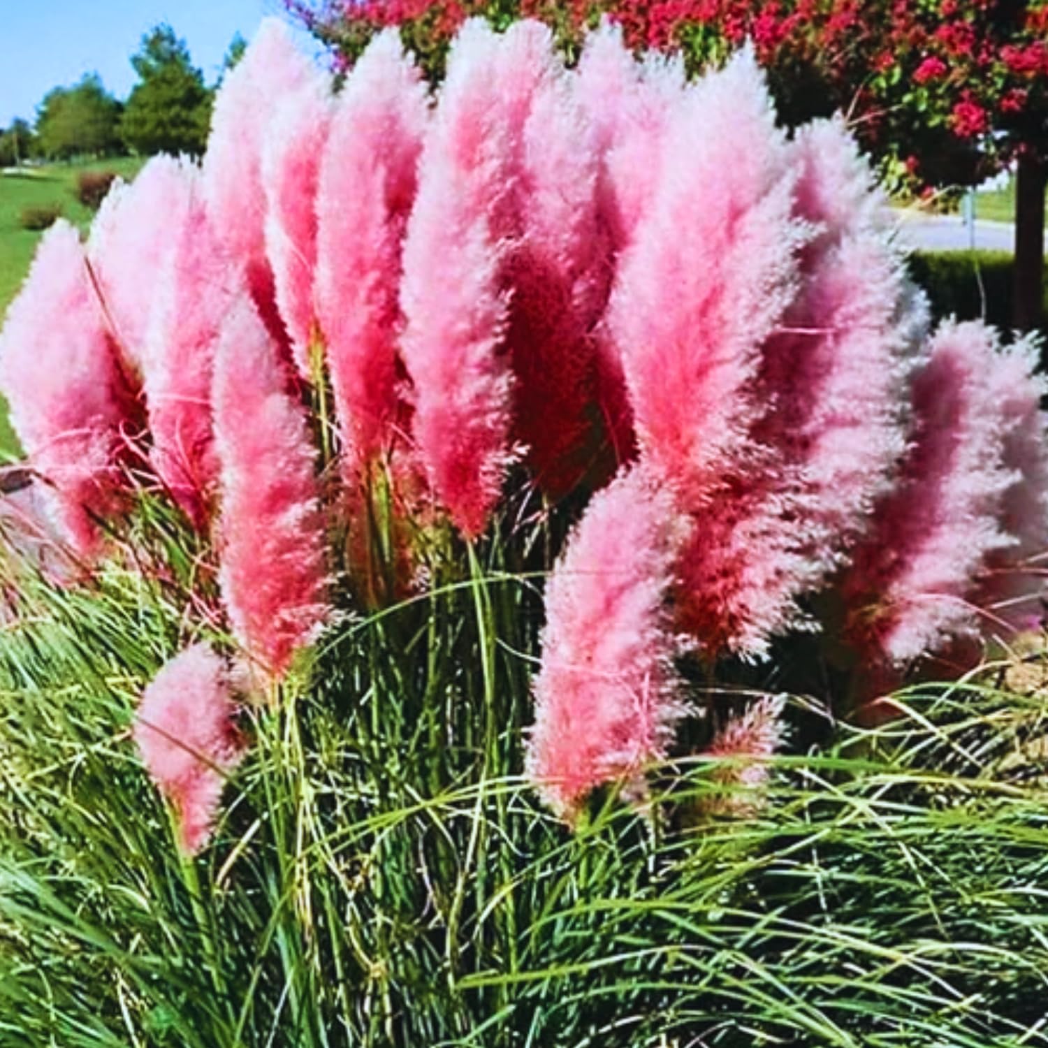 Pack 3 Pink Pampas Grass Plants Live Clumps, 5-9 Inch Tall, Ornamental Grasses Live Plants Perennial