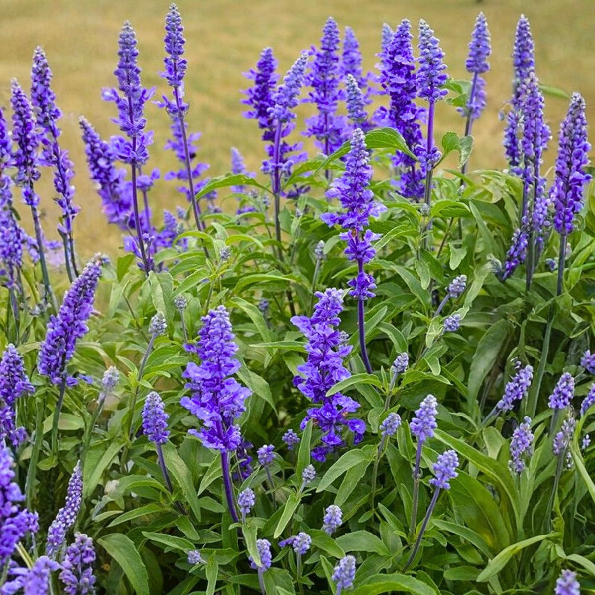 Set 3 Salvia Plants Live, Well Rooted 4-6 Inches, Vibrant, Fragrant Flowering Shrubs for Garden or Containers (Dark Purple)
