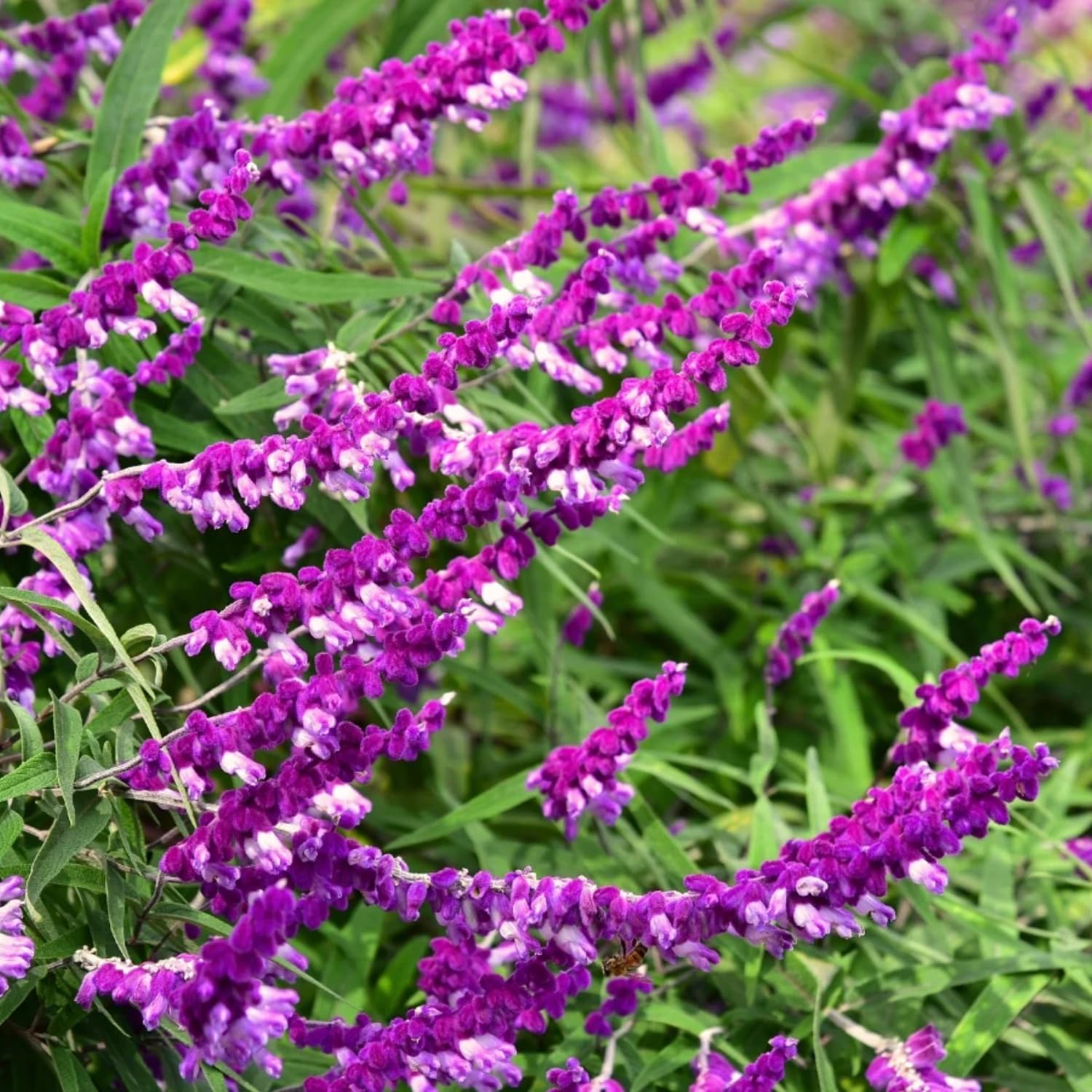 Set 3 Salvia Plants Live, Well Rooted 4-6 Inches, Vibrant, Fragrant Flowering Shrubs for Garden or Containers (Light Purple)