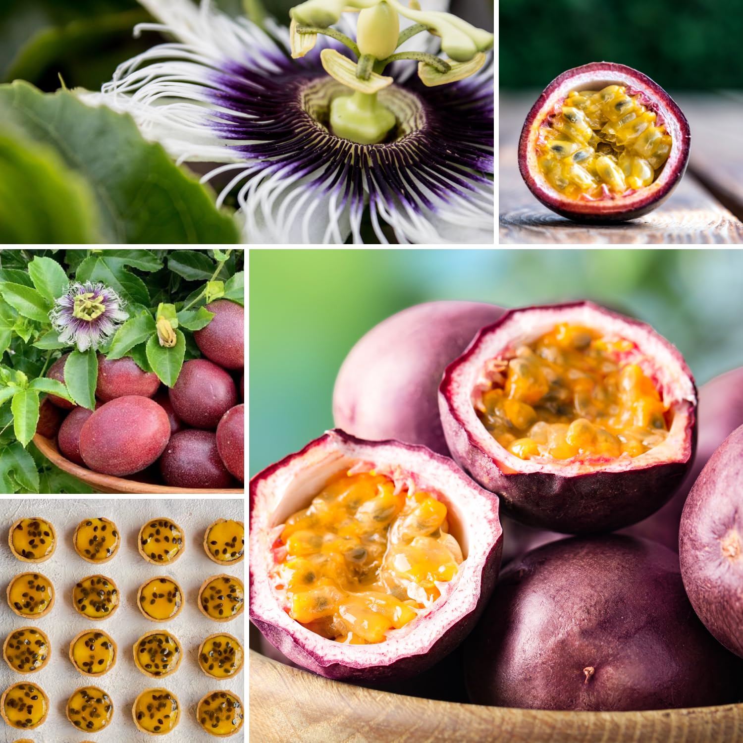 Purple Possum Passion Fruit Plant Live, Passionfruit Vine Plant, Perennial Fruit Vine, 4 to 7 Inc Heights, Outdoor Planting