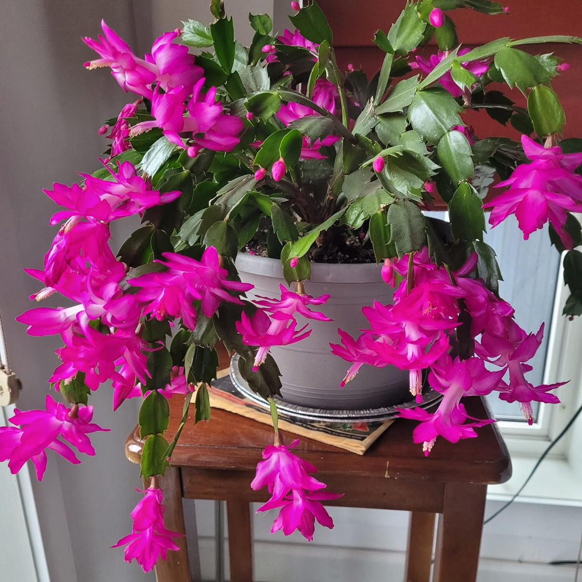 2 Live Purple Christmas Cactus Plants, Dark Pink Purple Christmas Cactus Plants Live, 4 to 6 Inch, Bare Root, Perennial Flower Holiday Succulent Plant, No Pot