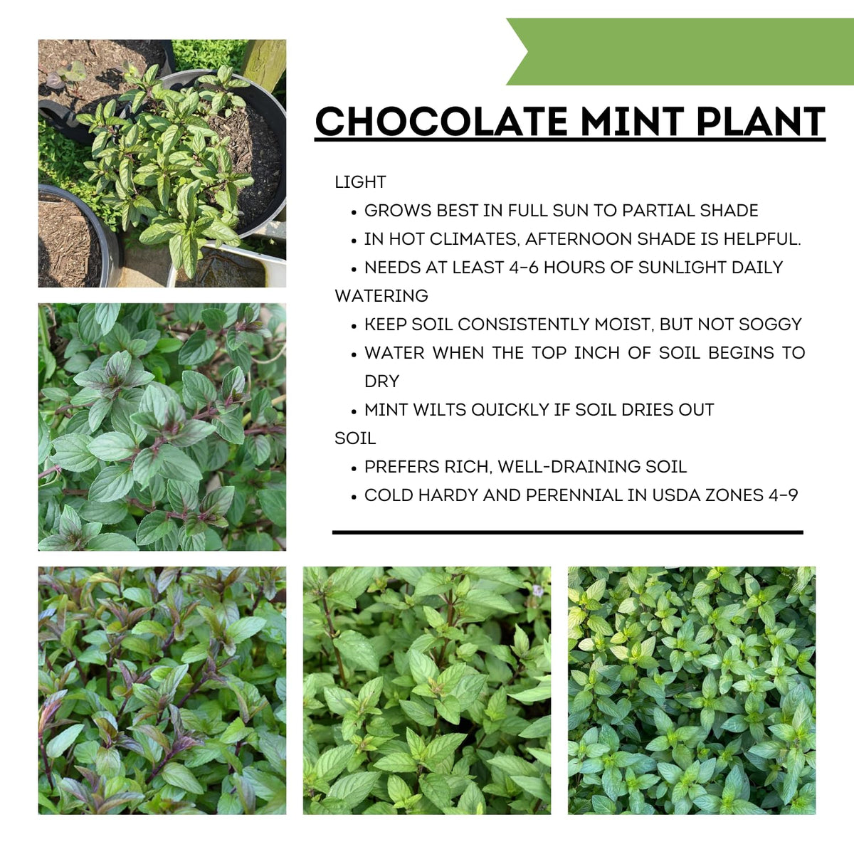 6 Chocolate Mint Plants Live Herbs, Well-Rooted Starter Plants from 4 to 6 Inch Height