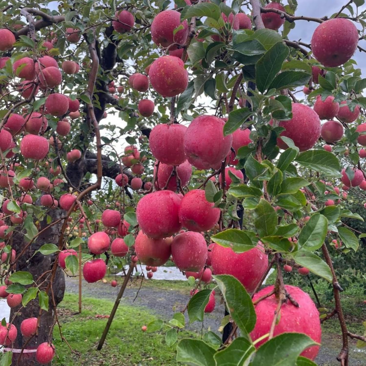 Apple Plant Live, Red Apple Tree Live Plant for Home Orchard, 2 Feet Tall, Tropical Fruit Plant for Gardening