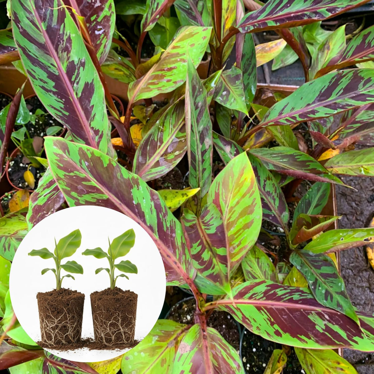2 Zebrina Banana Plants Live, Banana Fruit Tree Starter, Indoor Outdoor Planting, 4-6 Inches Tall