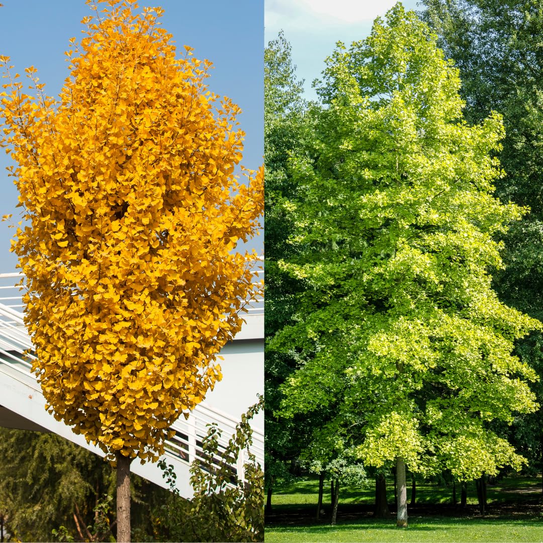 2 Seedlings Ginkgo Trees Live Plants Dormant, No Leaf in Winter, Hardy Ornamental, Yellow Leaf in Fall, Zones 3-8, Bare Roots, 6-12" in Tall