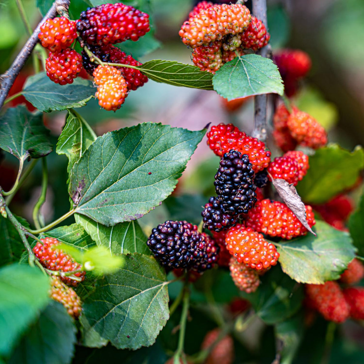 Red Mulberry Tree Live Plant, Sweet Mulberries Fruit, 5-8 Inch Tall