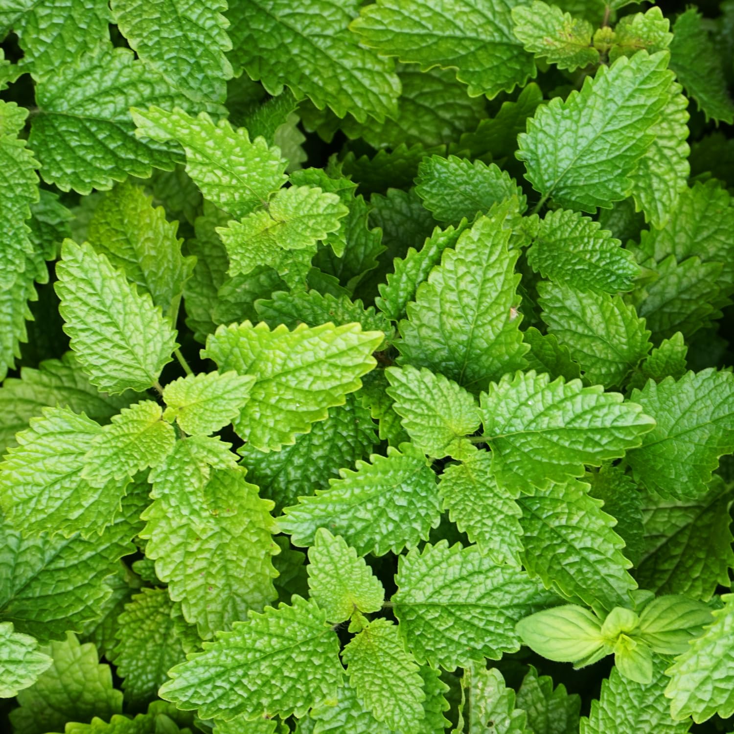 4 Lemon Balm Live Plants, 4-6" Tall Lemon Balm Plants, Well-Rooted Starter Plants for Garden, Patio Growing