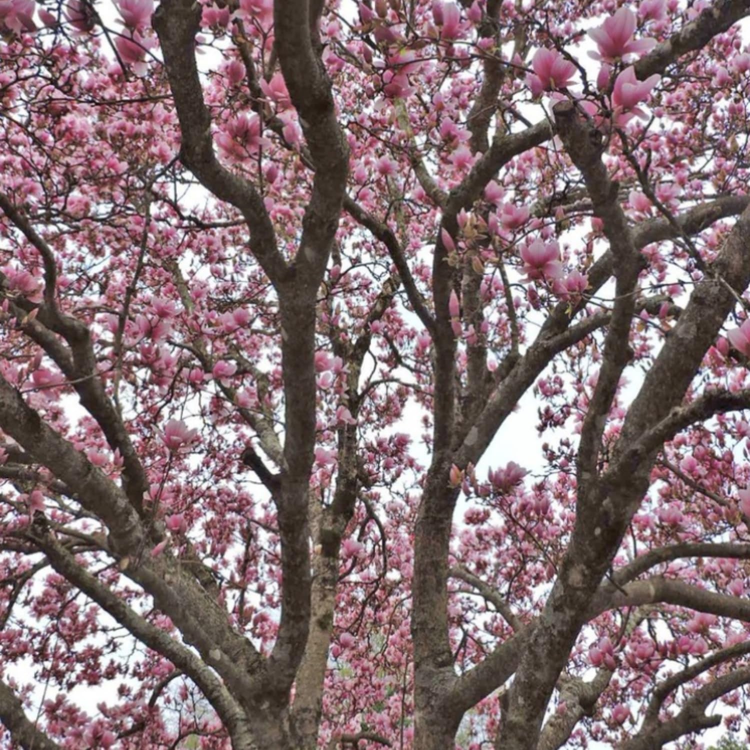 Jane Magnolia Flowering Tree Live, Compact Ornamental Tree for Landscape or Home Garden, 2-3 Ft in 3 Gallon Pot, No Ship to CA